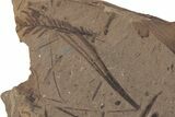 Fossil Flora Plate - McAbee Fossil Beds, BC #213255-1